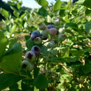 【産地直送】朝採りブルーベリー【送料別】